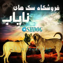 کانال تلگرام فروشگاه سگهای نایاب